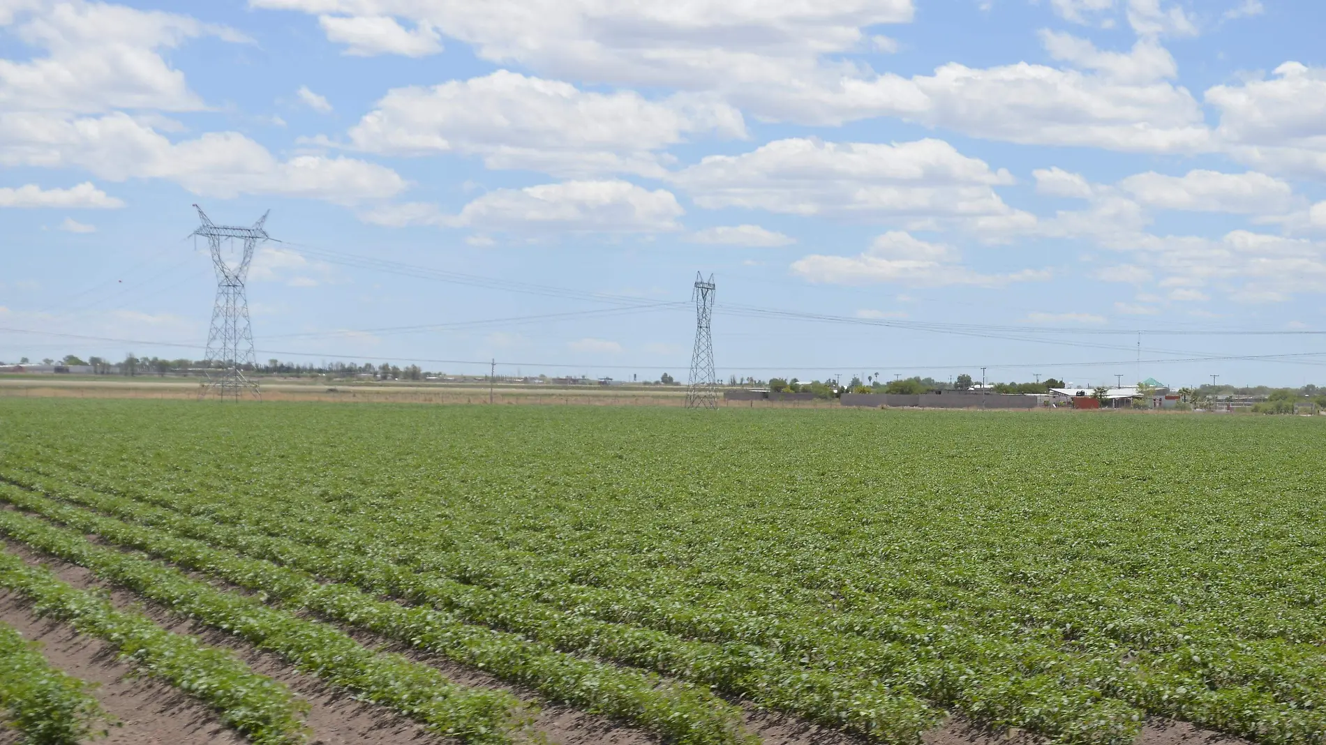 Plantío de chiles (1)